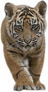  A tiger was spotted at Ghodgewadi in Sindhudurg district