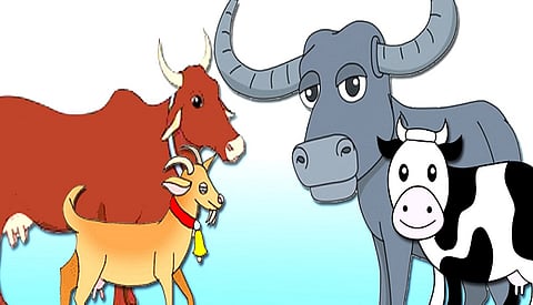 The Post Of Veterinary Officer Post Has Been Vacant For 15 Years In Kowad Kolhapur Marathi News