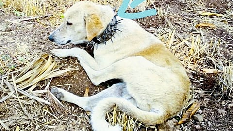 Young man from village prepared dog belt to save from leopards!