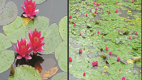 the new category of lotus found by two researchers in kashmir both are from kolhapur