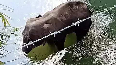 elephant