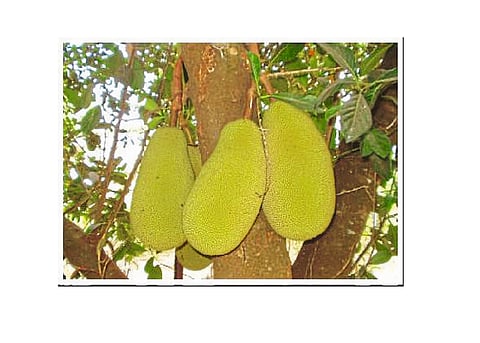 fanas2.jpg