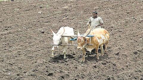 farmer-120011