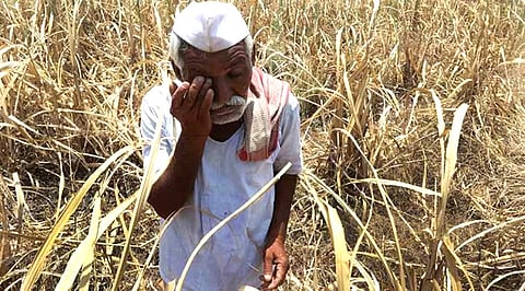farmer.jpg