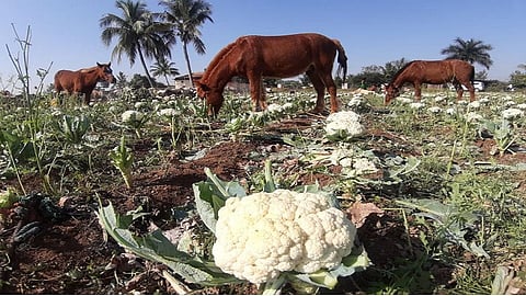 farmer left Animals in cauliflower Farm due to low market price