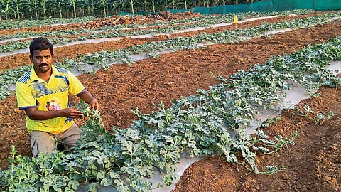 The foundation of modern farming in Willowdale kokan marathi news
