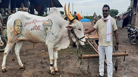 farmer write political message on bulls back nashik marathi news