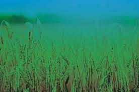 Pilot Project' of Fodder Cultivation in Vidarbha