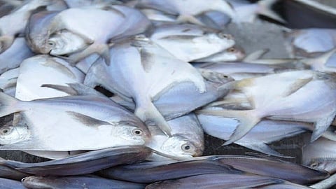 fisherman received loan from central government in ratnagiri this demand fulfill