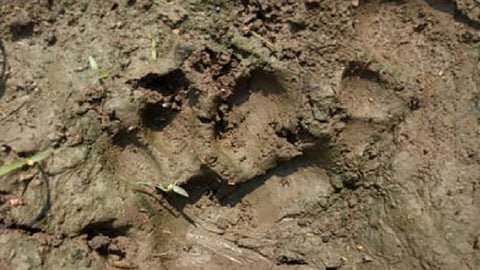 footprint