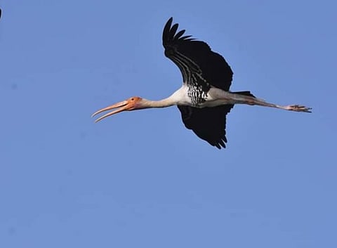 foreign bird.jpeg