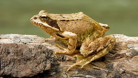 frog