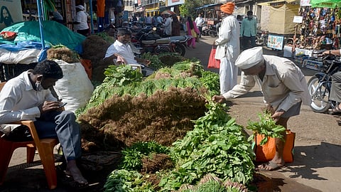 Seedling Rates Rise In Gadhinglaj Kolhapur Marathi News