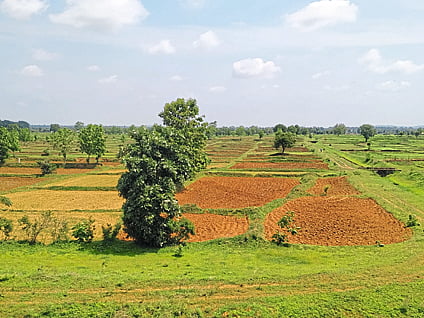 गडचिरोली : श्रावणमासात हिरवेगार दिसणारे शेतशिवार. 