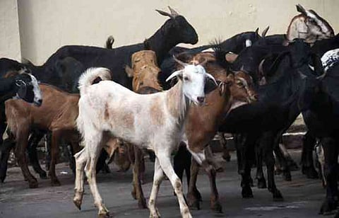 goat infected in buldana.jpg
