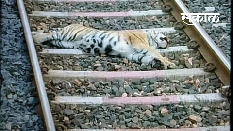 A tiger calf dies after being hit by a freight train