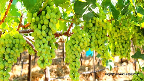 grapes.jpg