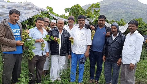 grapes grower.jpg