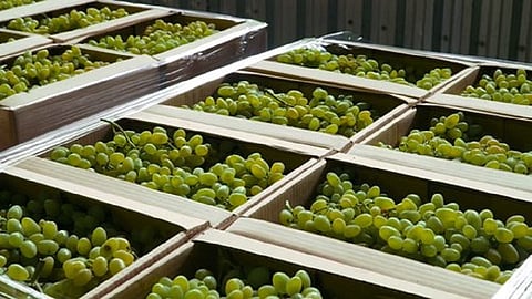 grapes.jpg