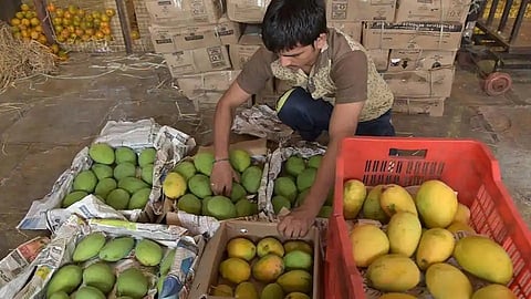 हापूसप्रेमींनो..! एप्रिल महिन्यापर्यंत करावी लागणार प्रतीक्षा