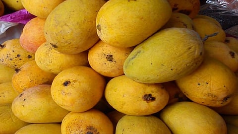 the masoon of hapus mango on kokan late for this year due to heavy rain and atmosphere in sindhudurg