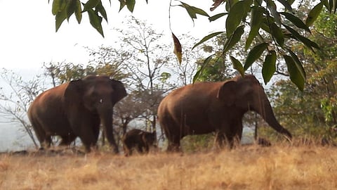 last seven months  a herd of three elephants has been roaming in Patne Parle Tillari Tillari Nagar and Dodamarg areas of Chandgad taluka