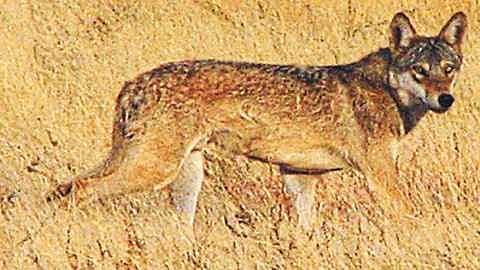 Wolf 