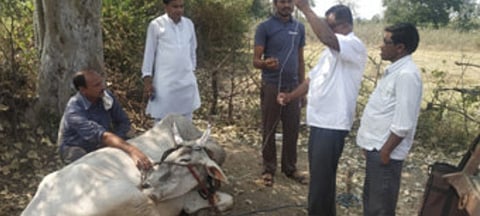 काटपूर : जनावरावर उपचार करताना डॉक्‍टर.