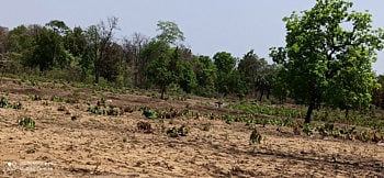 jangal tod