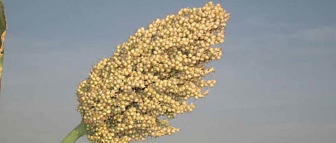 Akola Marathi News- Loot Market: Farmers Sorghum 10 and Traders Rs 30 per kg