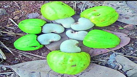 ओल्या काजू बियांसाठी म्हणून थाेडे थांबा 