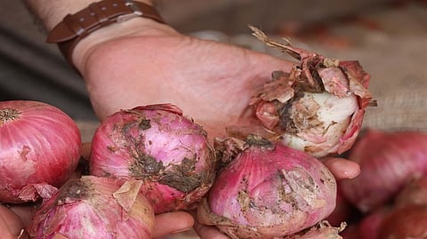 onion