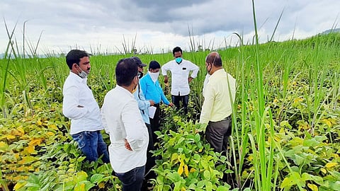 कऱ्हाड तालुक्‍यात आठशे एकरांवरील पिकांचे नुकसान; शेतकरी हवालदिल
