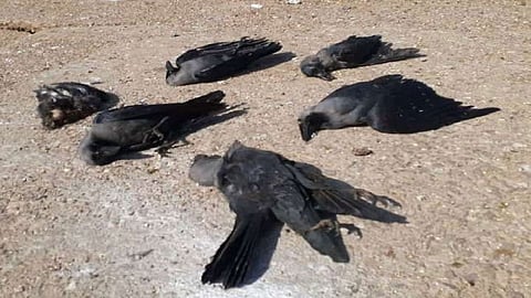 crow dead in guhagar people fear of bird flu in guhagar ratnagiri