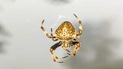 Rare spider golden color  found in Kashedi river on Mumbai Goa highway