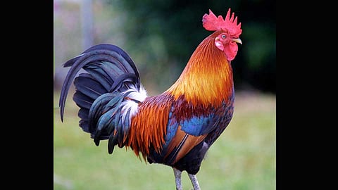 cock