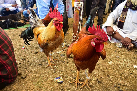 फोटो