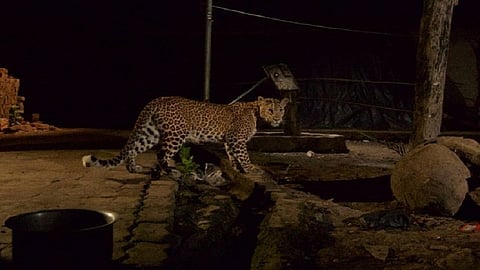 leopard.jpg