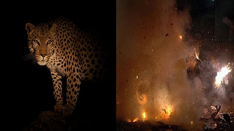 leopard.jpg