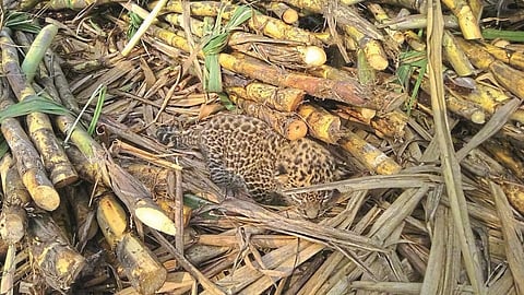 leopard