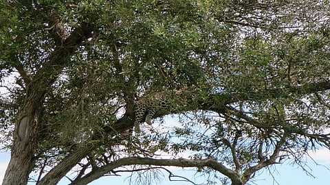 leopard 5.jpg
