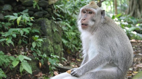 monkey 