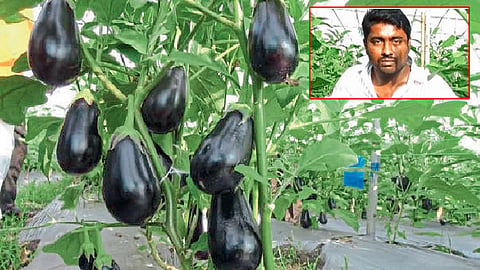 शेडनेटमधील भरीत वांग्याची आश्वासक गटशेती 