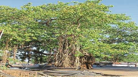 mahavruksha.jpg