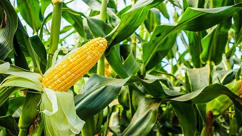 maize.jpeg
