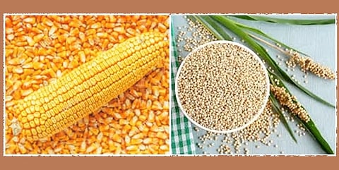 Akola News: Maize and sorghum procurement stalled due to indifferent policy of the government