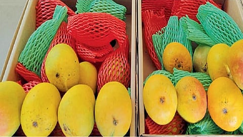 South Africa Hapus mango enters  from Ichalkaranji market