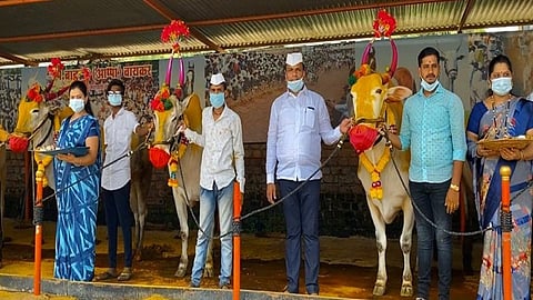 याला म्हणतात शेतकरी; पोळा साजरा केला, पण बैलांना मास्क लावूनच 