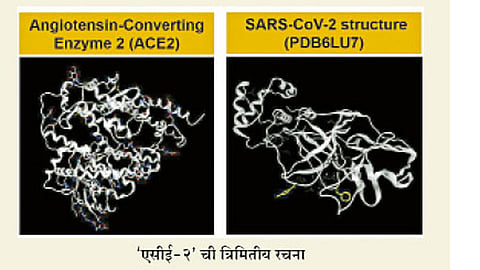 Coronavirus : कोरोनाच्या औषधांसाठी लसणाची मात्रा;नैसर्गिक तेलामुळे विषाणूचे रंध्रे होतात बंद
