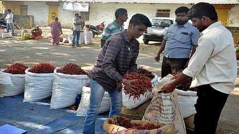 The Price Of Red Pepper Increased In Gadhinglaj Kolhapur Marathi News